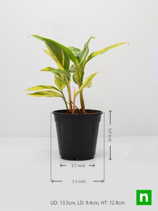 Alpinia Purpurata Variegated - Plant - Image 3