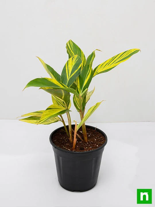 Alpinia Purpurata Variegated - Plant - Image 4