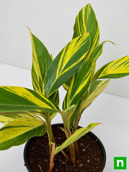 Alpinia Purpurata Variegated - Plant - Image 5