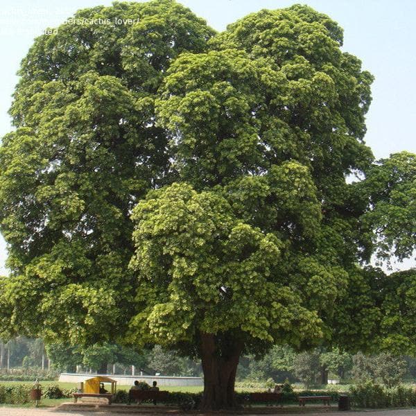 Alstonia Scholaris, Ditabark - 0.5 kg Seeds - Image 2
