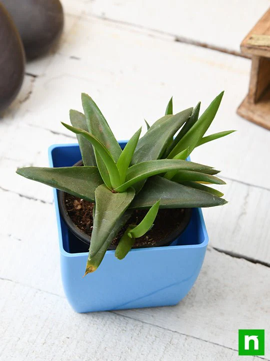 Alworthia Black Gem - Succulent Plant - Image 2