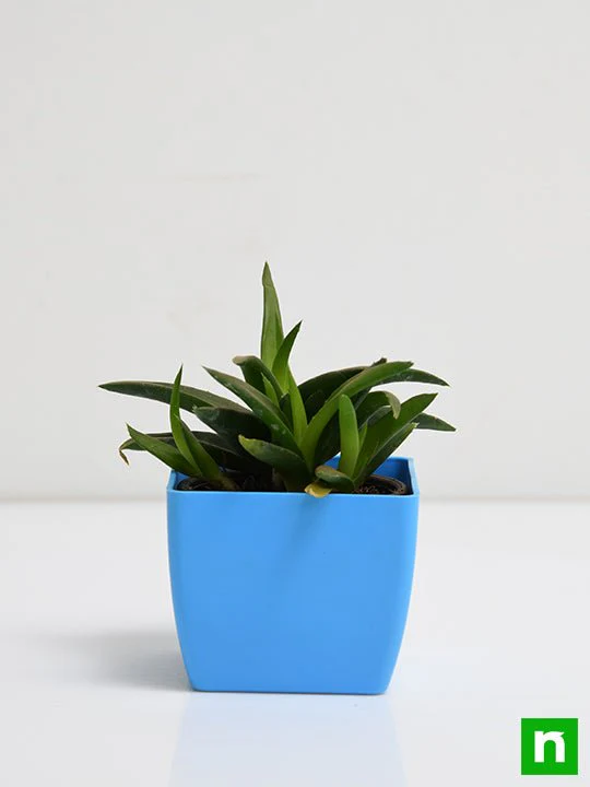 Alworthia Black Gem - Succulent Plant - Image 3