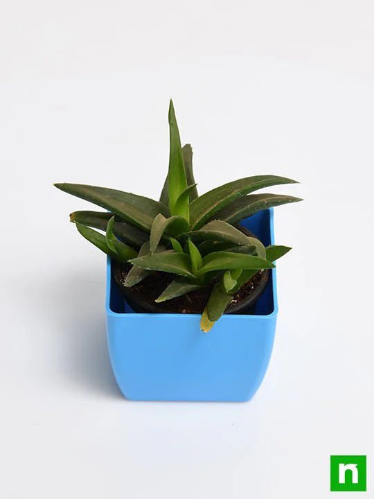 Alworthia Black Gem - Succulent Plant - Image 4