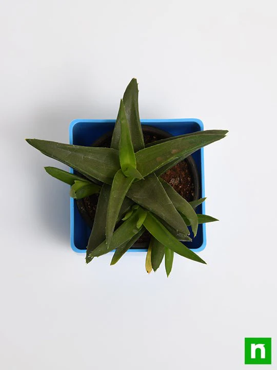 Alworthia Black Gem - Succulent Plant - Image 5