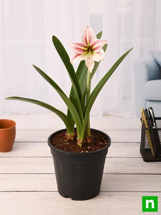 Amaryllis Lily Double (White Pink) - Plant - Image 2