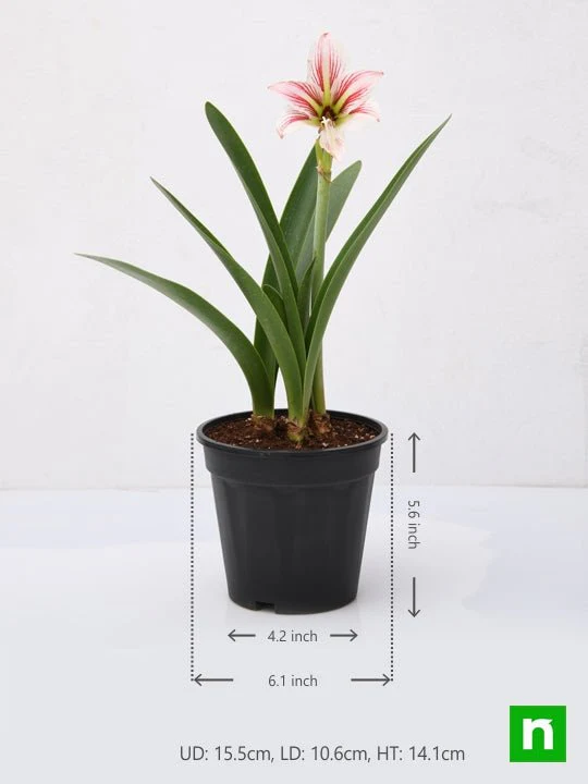 Amaryllis Lily Double (White Pink) - Plant - Image 3