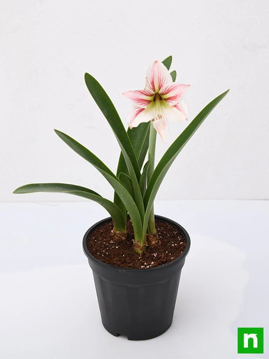 Amaryllis Lily Double (White Pink) - Plant - Image 4