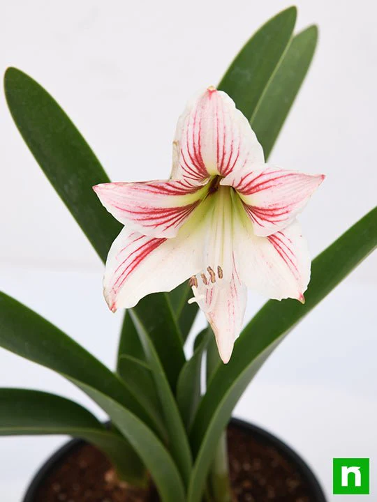 Amaryllis Lily Double (White Pink) - Plant - Image 5