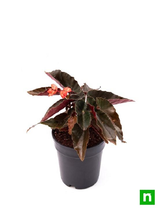 Angel Wing Begonia (Any Color) - Plant - Image 4
