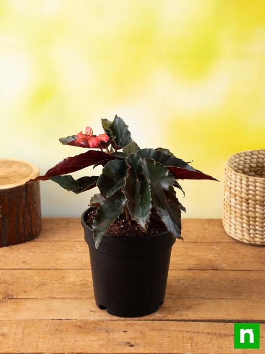Angel Wing Begonia (Pink) - Plant - Image 2