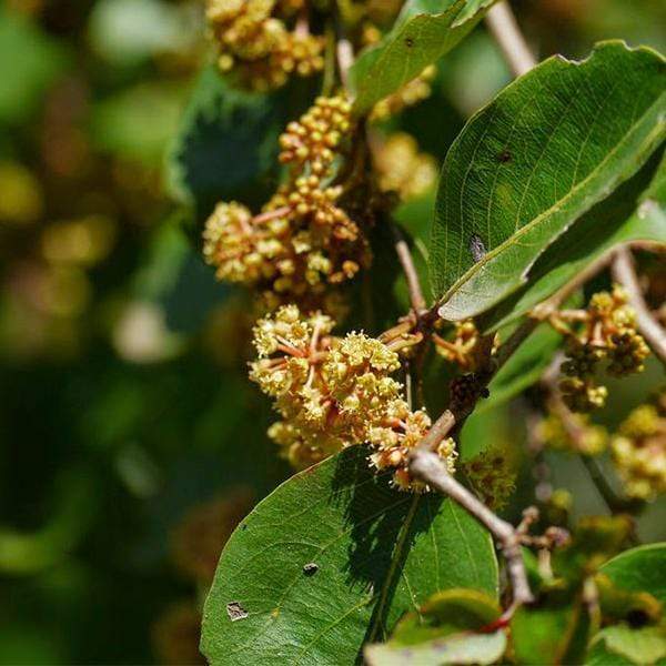 Dhaura, Anogeissus Acuminata - Plant
