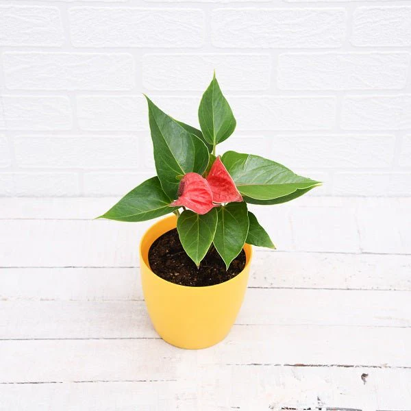 Anthurium (Any Color) - Plant - Image 3