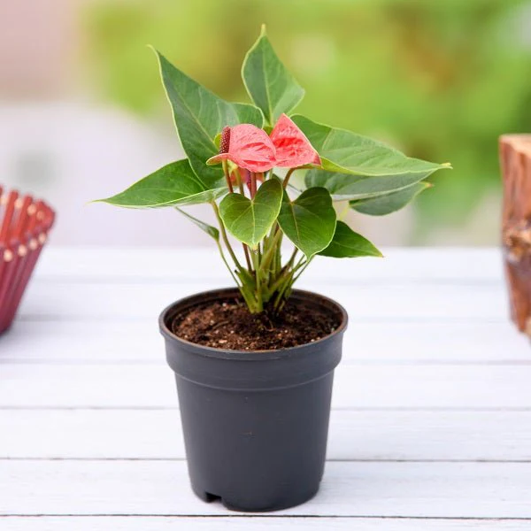 Anthurium (Any Color) - Plant - Image 4