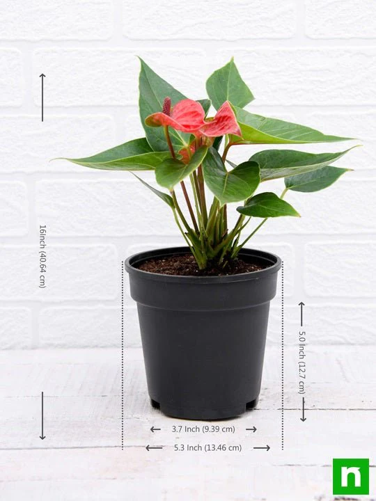 Anthurium (Red) - Plant - Image 3