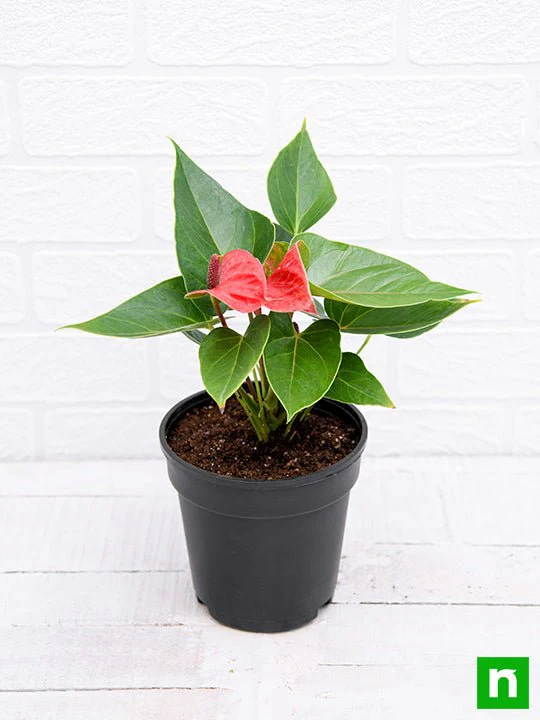 Anthurium (Red) - Plant - Image 4