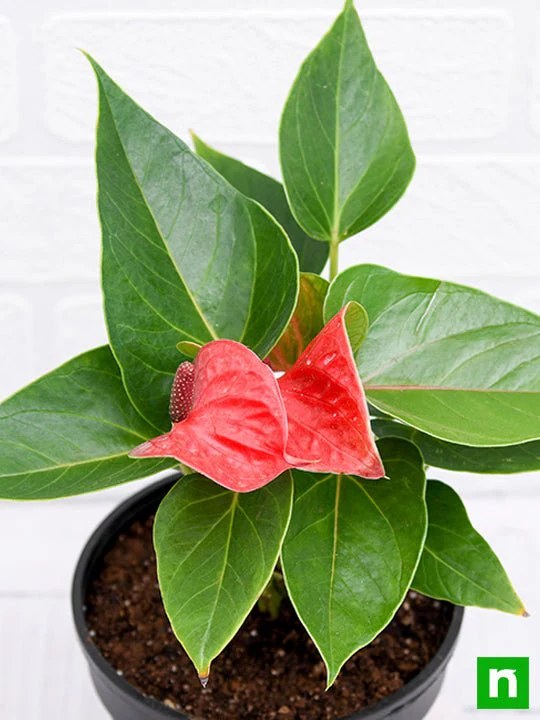 Anthurium (Red) - Plant - Image 5