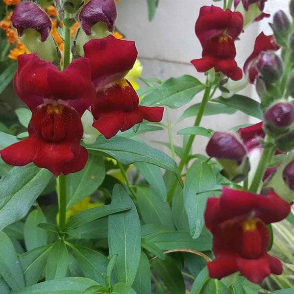 Antirrhinum, Snapdragon (Any Color) - Plant
