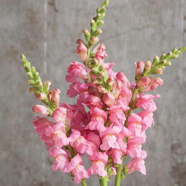 Antirrhinum, Snapdragon (Pink) - Plant - Image 2