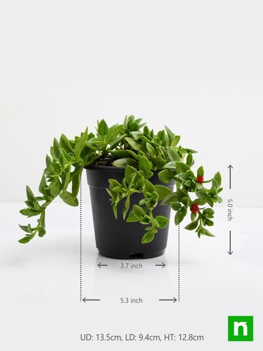Aptenia, Heartleaf Ice - Succulent Plant - Image 3