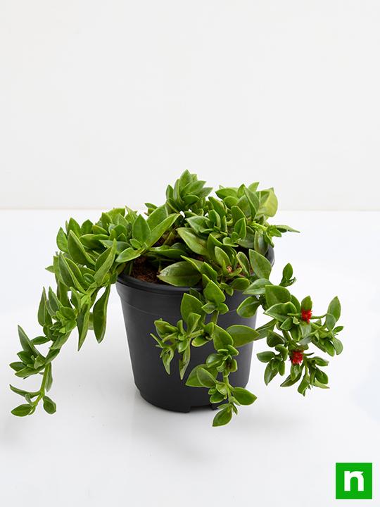 Aptenia, Heartleaf Ice - Succulent Plant - Image 4