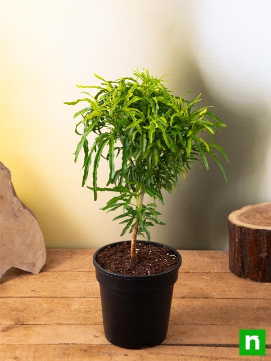 Aralia Golden - Plant - Image 2