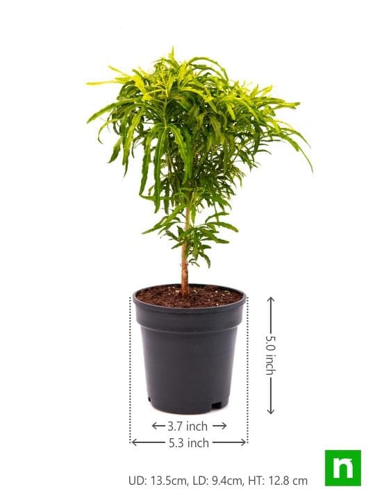 Aralia Golden - Plant - Image 3