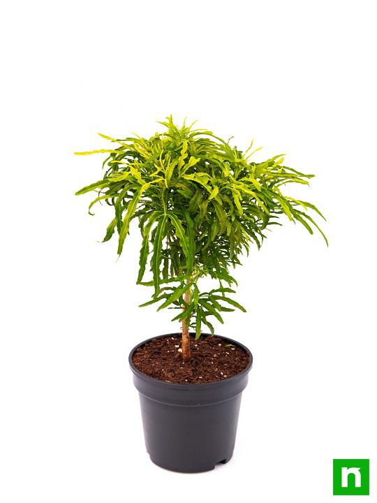 Aralia Golden - Plant - Image 4