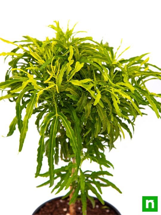 Aralia Golden - Plant - Image 5