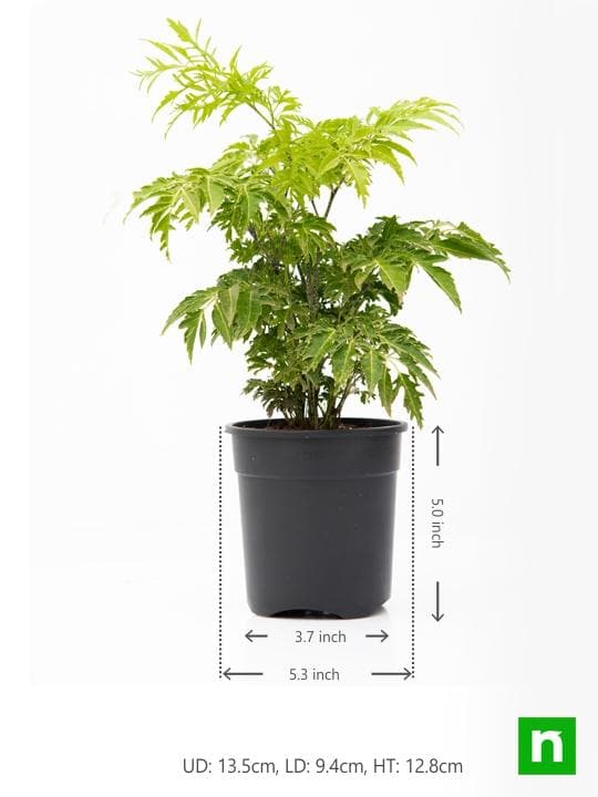 Aralia Green - Plant - Image 3