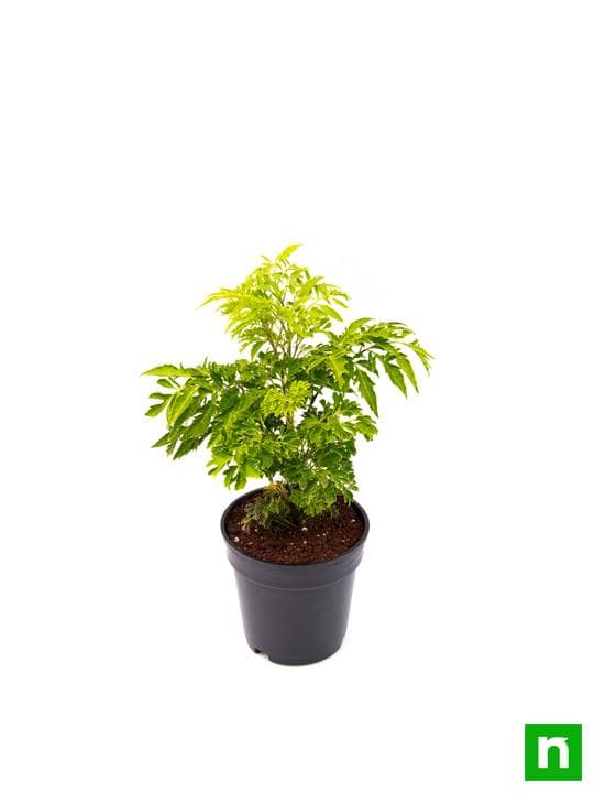 Aralia Green - Plant - Image 4