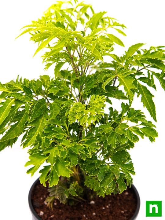 Aralia Green - Plant - Image 5