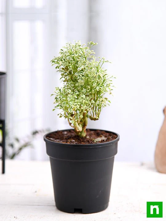 Aralia Miniature White - Plant - Image 2
