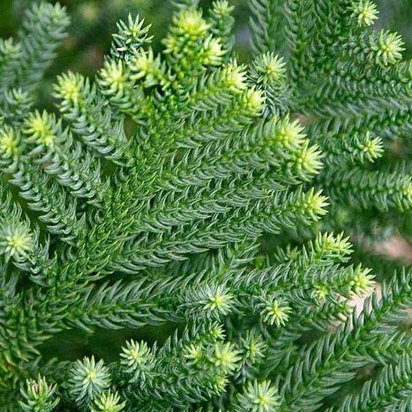 Araucaria Cunninghamii, Hoop Pine - 0.5 kg Seeds - Image 2