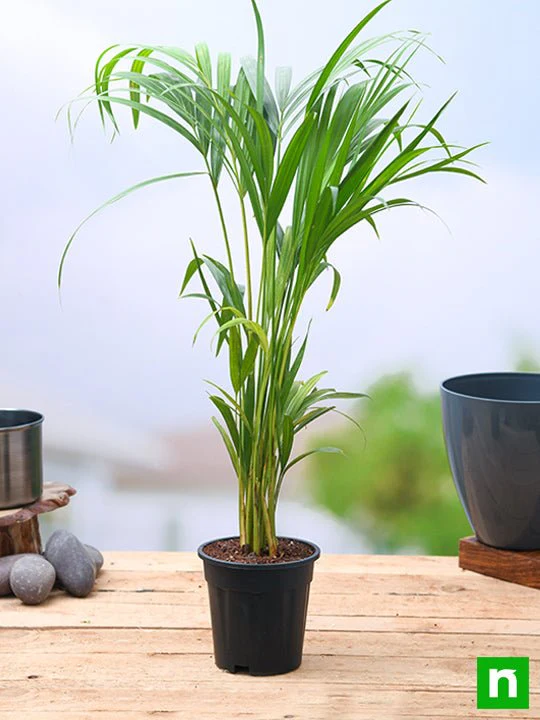 Areca Palm - Plant - Image 3