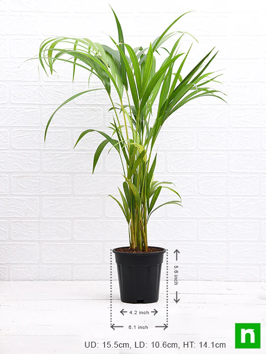Areca Palm - Plant - Image 4