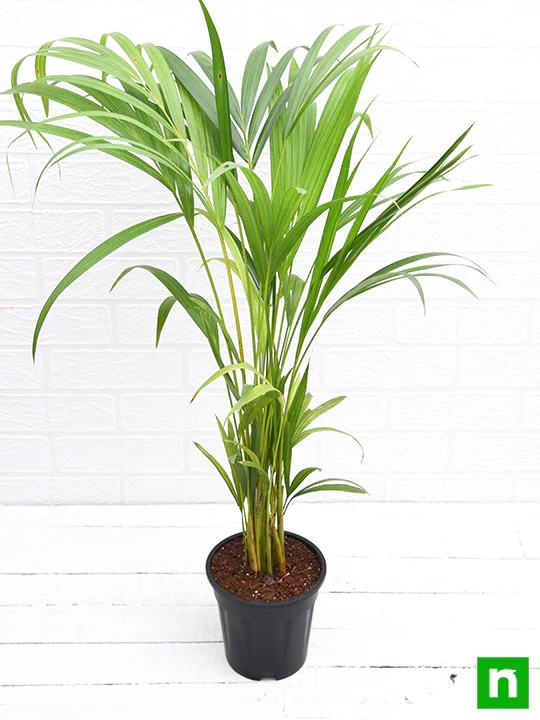 Areca Palm - Plant - Image 5