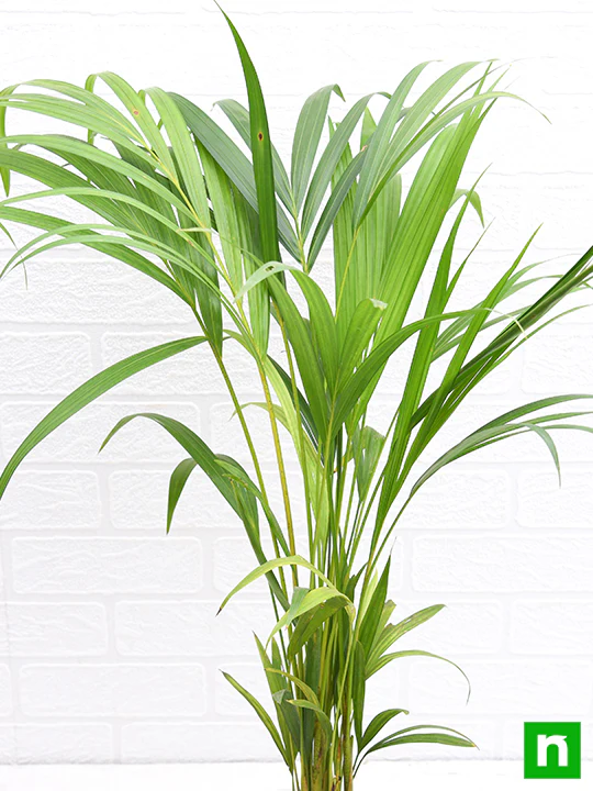 Areca Palm - Plant - Image 6