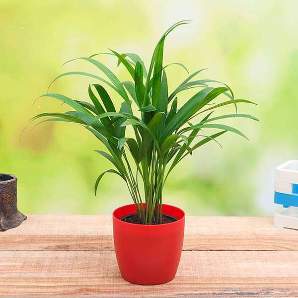 Areca Palm (Small) - Plant - Image 2