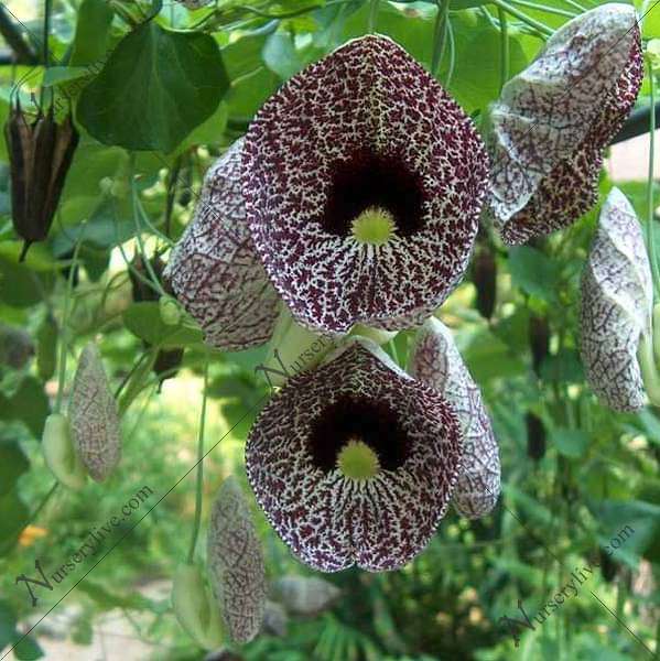Dutchman's Pipe, Aristolochia Aeticulata - Plant