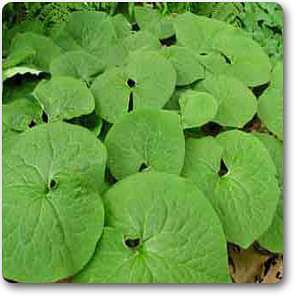 Wild Ginger, Asarum Canadense - Plant