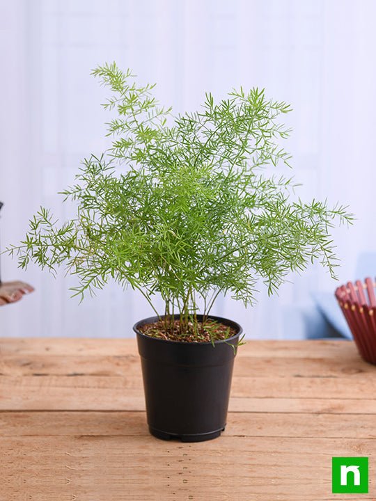 Asparagus densiflorus - Plant - Image 2