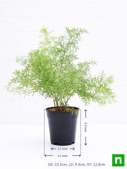 Asparagus densiflorus - Plant - Image 3