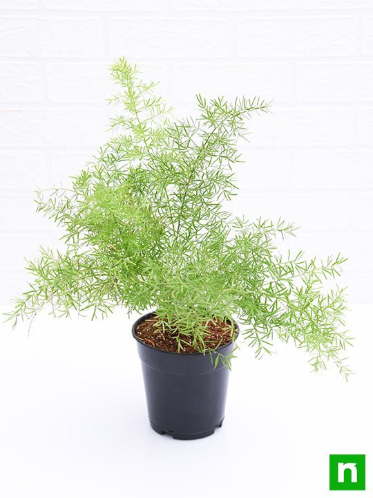 Asparagus densiflorus - Plant - Image 4