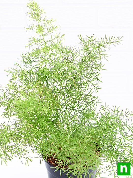 Asparagus densiflorus - Plant - Image 5