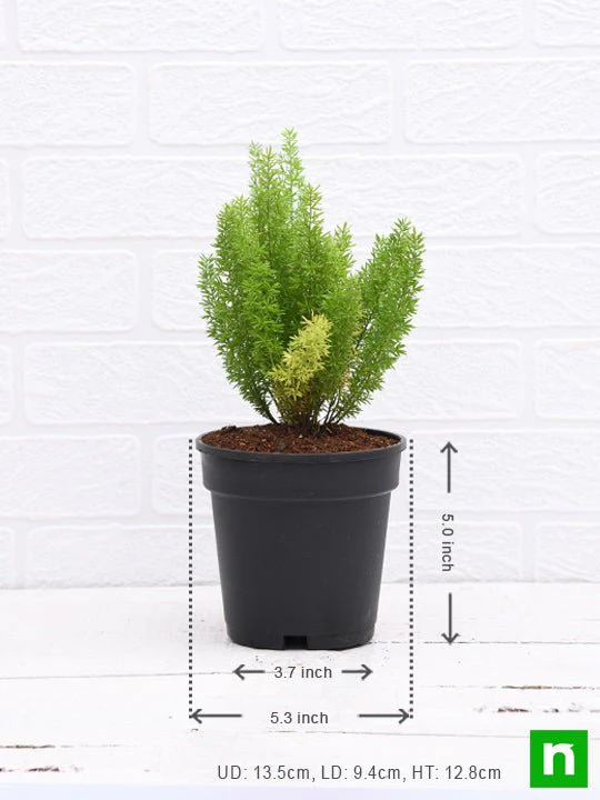 Asparagus Meyeri - Plant - Image 3