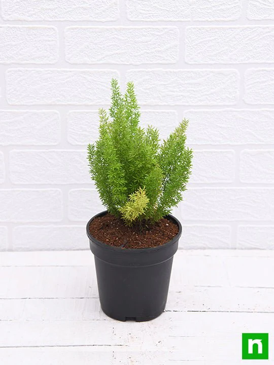 Asparagus Meyeri - Plant - Image 4