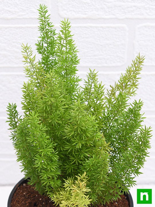 Asparagus Meyeri - Plant - Image 5