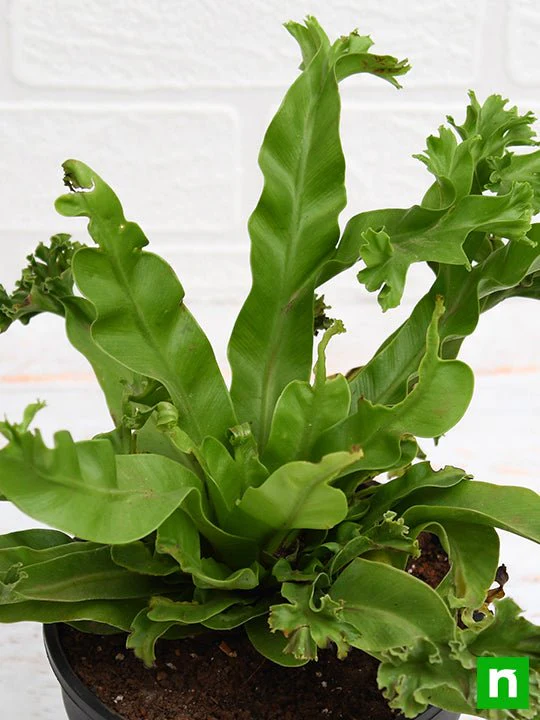Asplenium nidus Crissie fern - Plant - Image 3