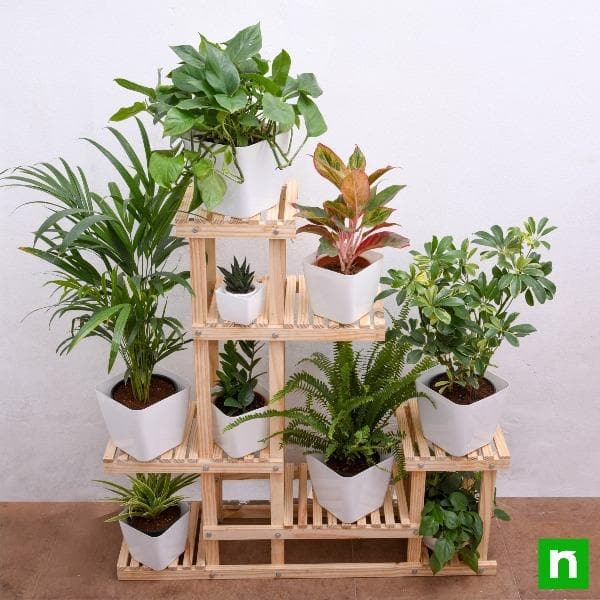 Attractive houseplants on wooden stand for indirect bright light area - Image 2