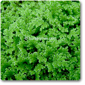 Azolla, Fairy Moss - Plant
